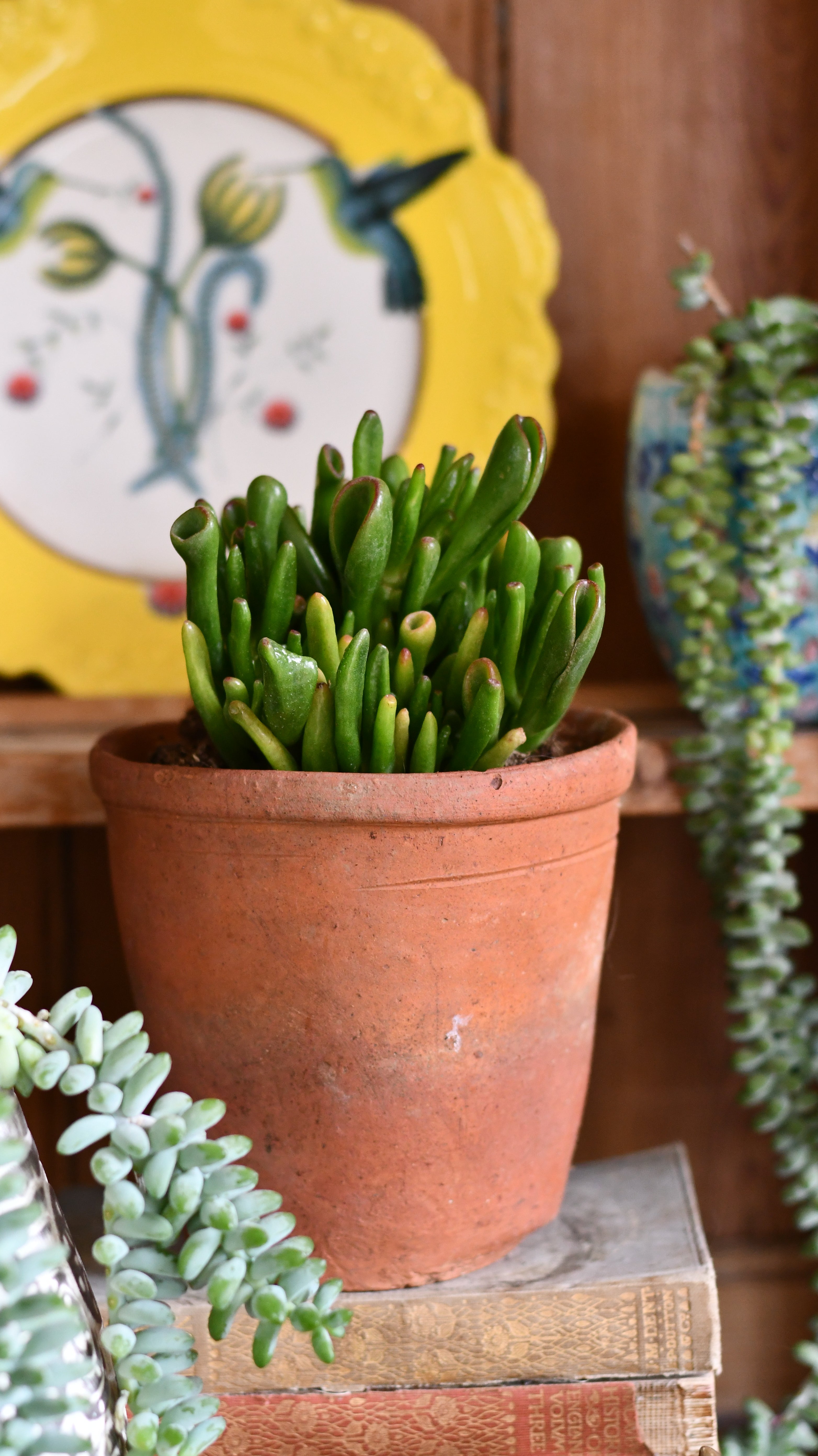 Baby Jade Crassula  Premium Succulents Direct From the Nursery