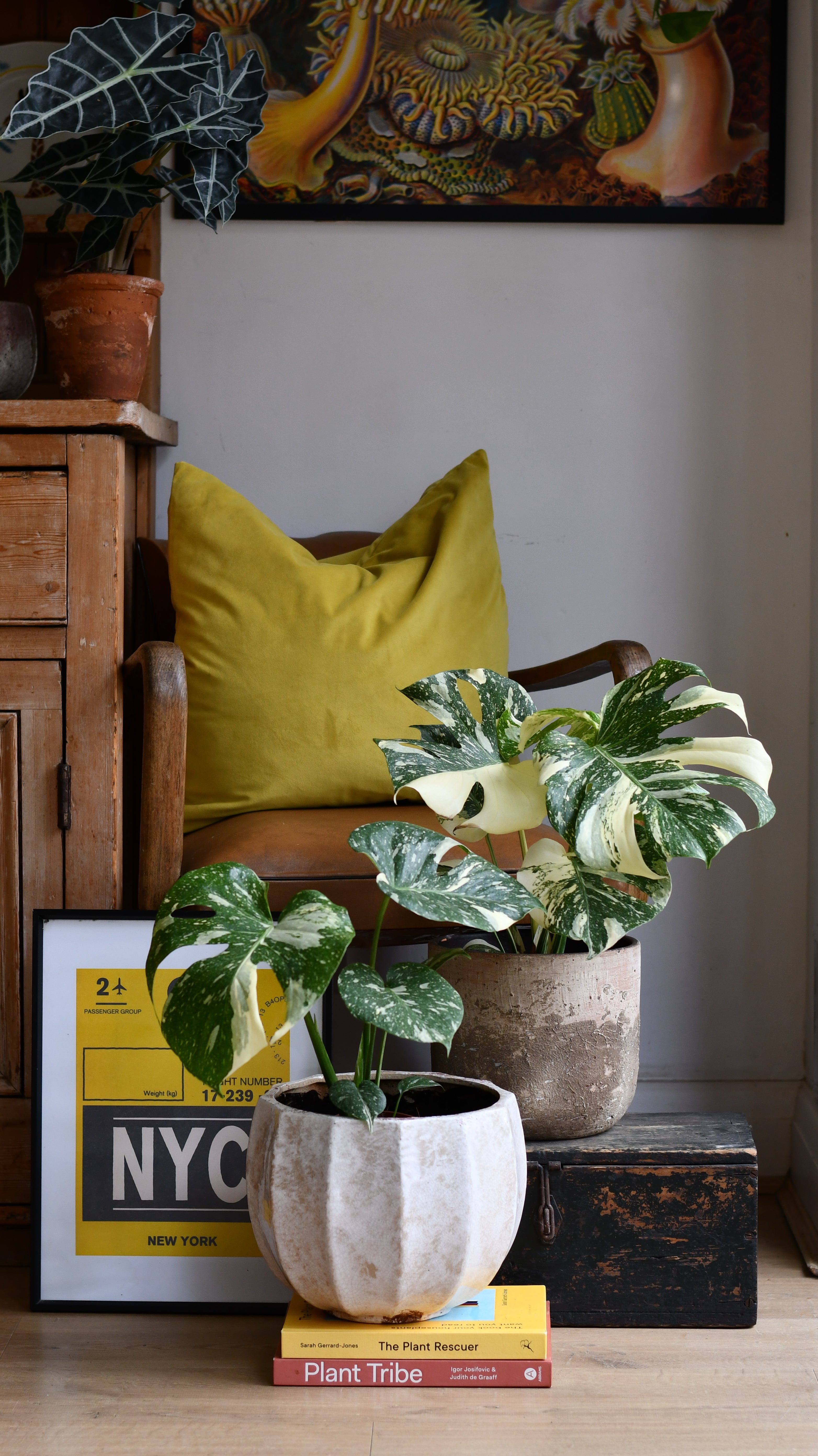 Deco Room with plants in New York - 塊根植物・コーデックス