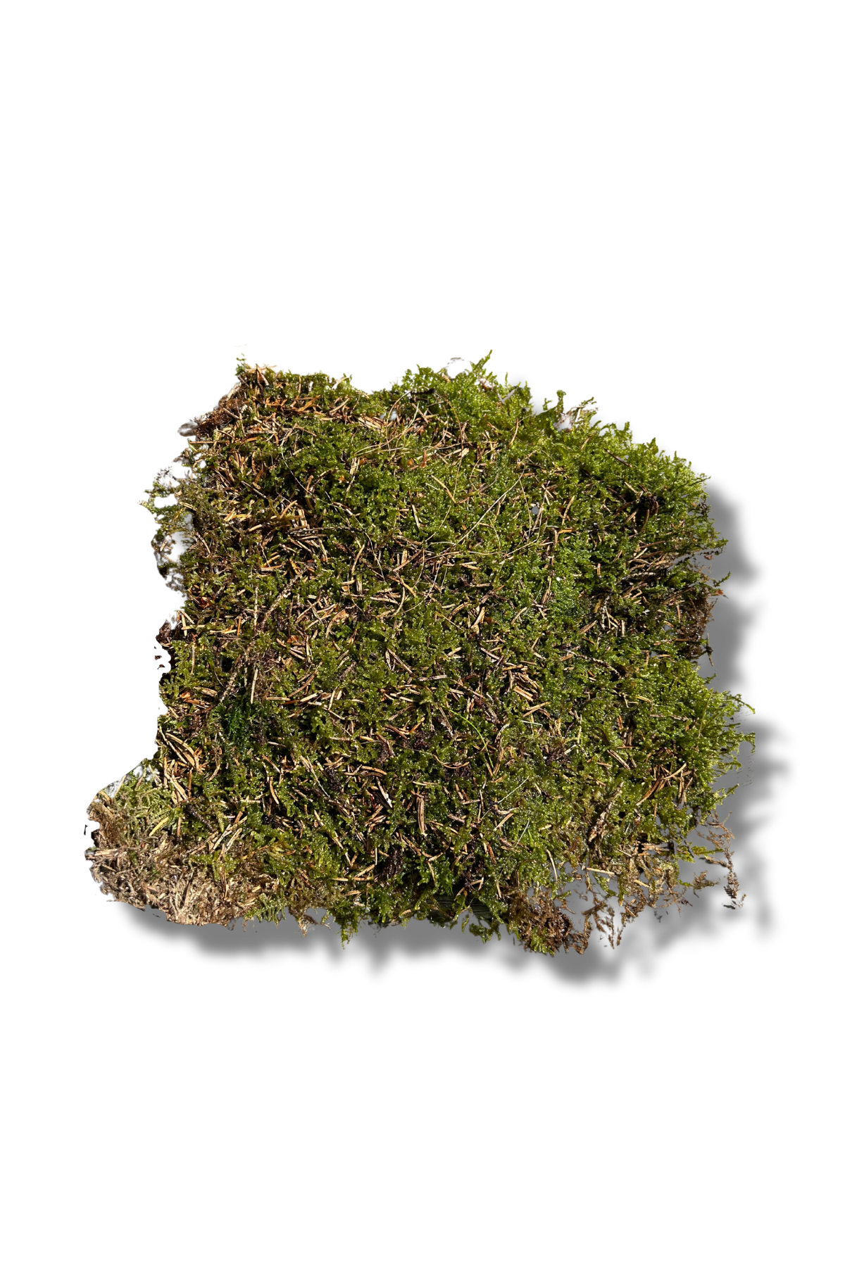 Live Moss for Indoor Plants, Terrariums, Hanging Baskets and