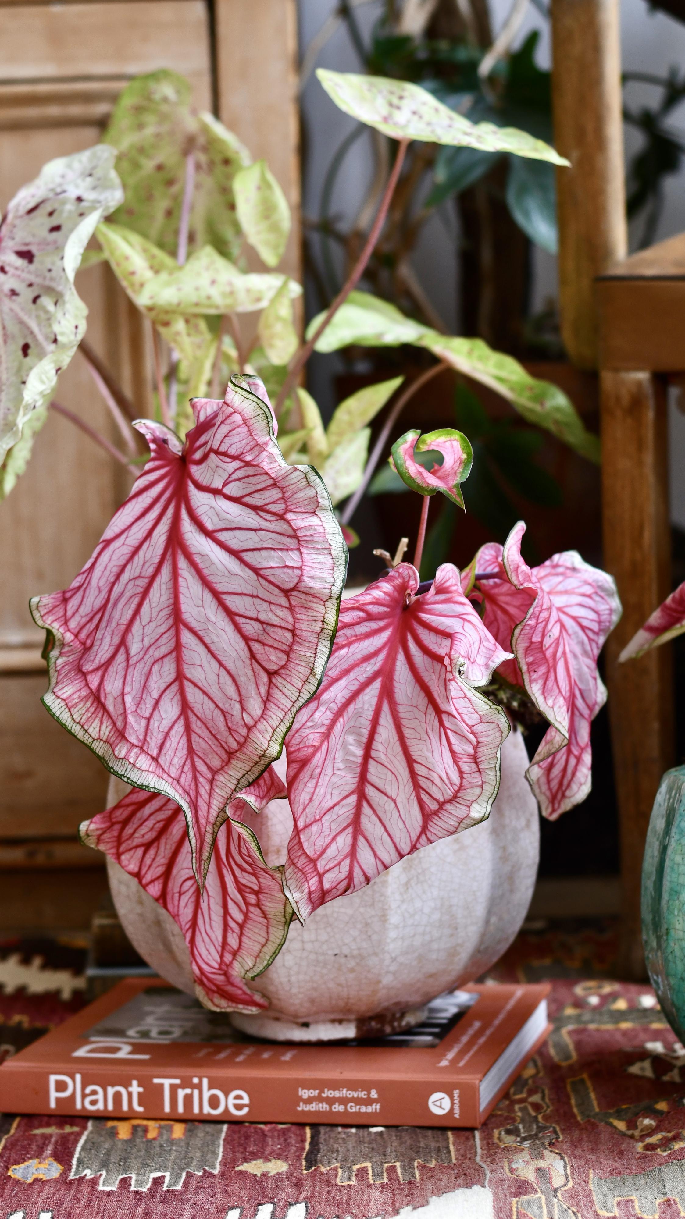 Caladium Pink Symphony - Blue Buddha Farm