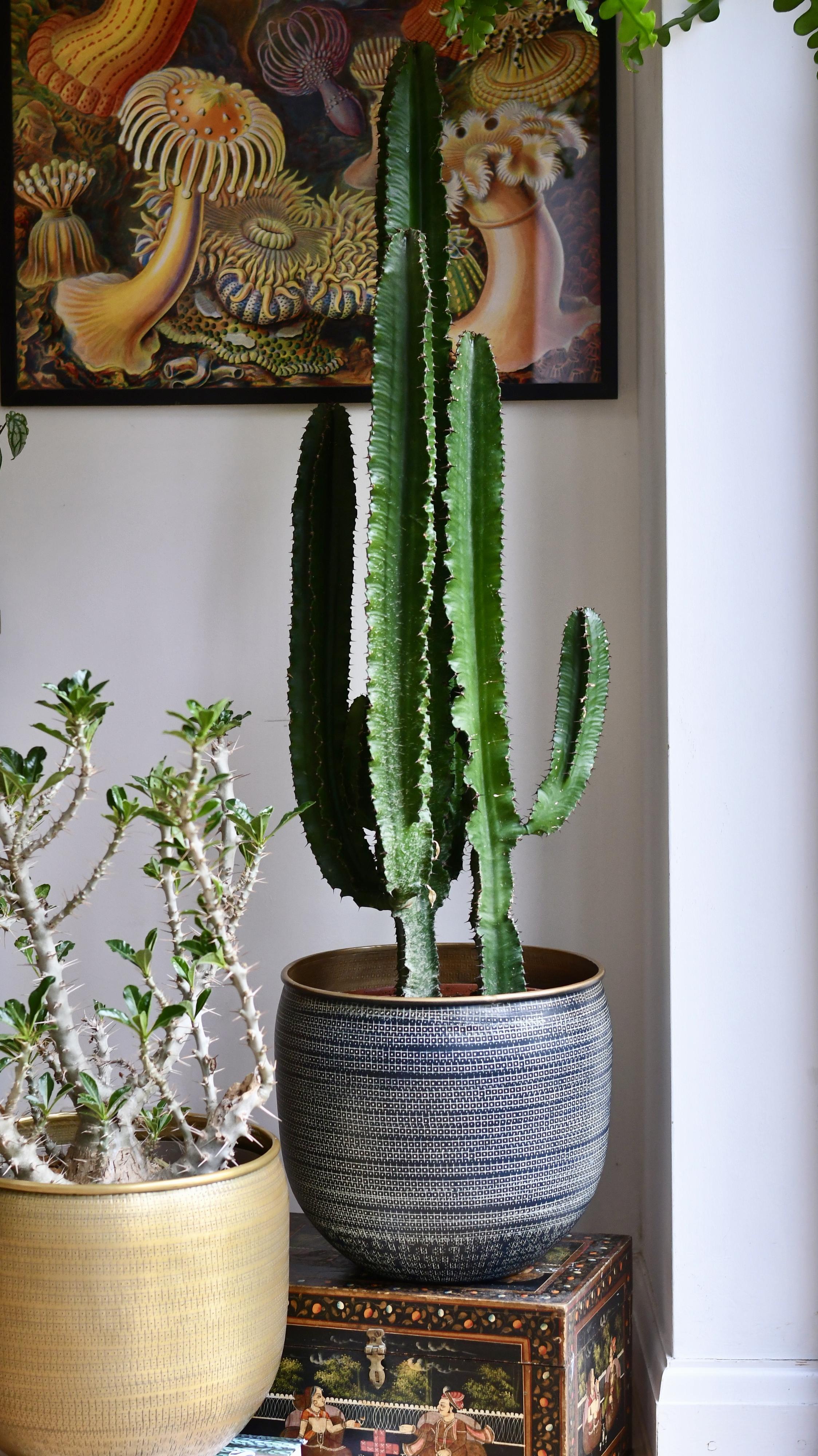 tall potted cactus