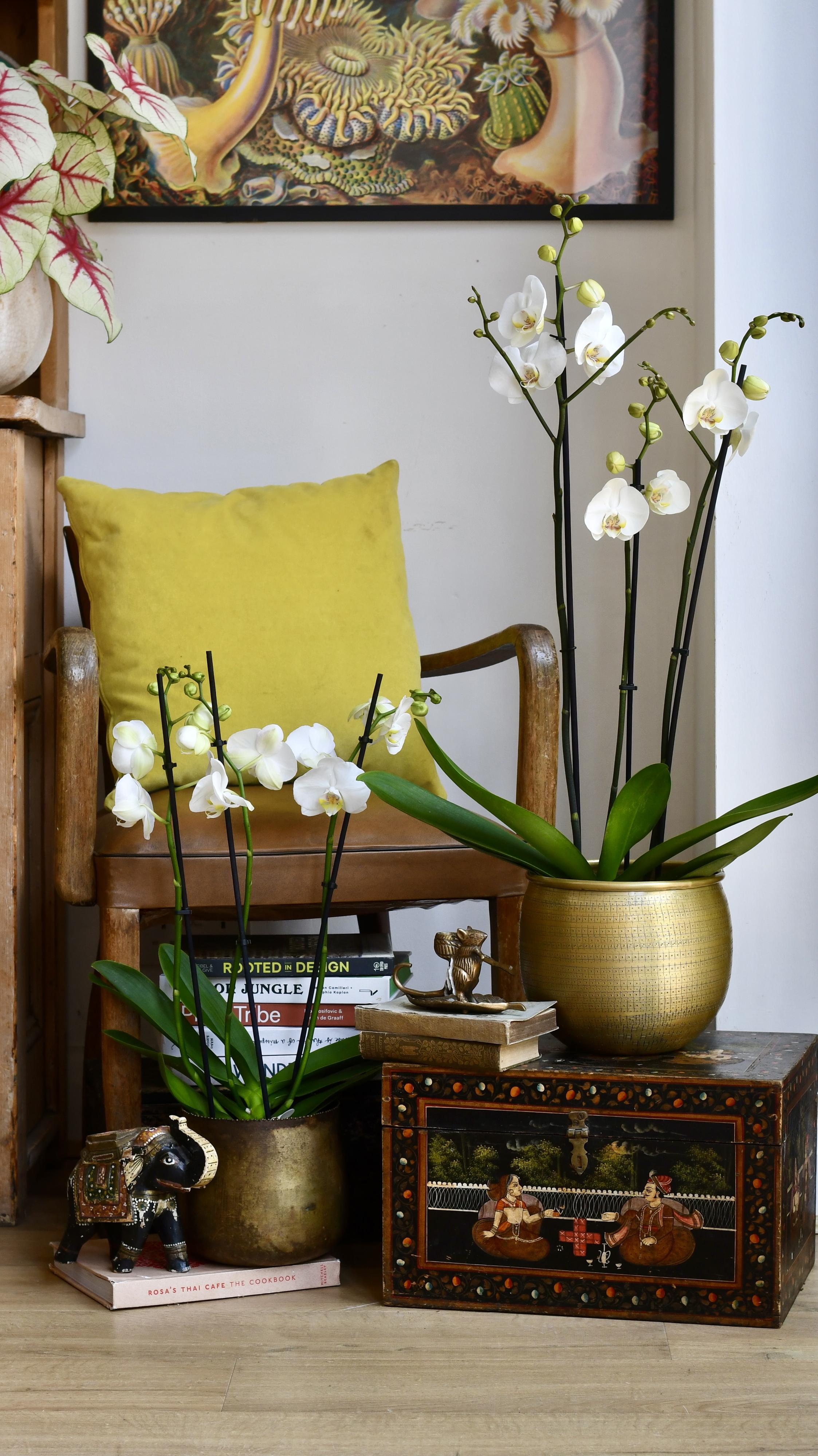 POWERS TO FLOWERS - ORCHIDEA PHALAENOPSIS WILD WHITE, IN VASO