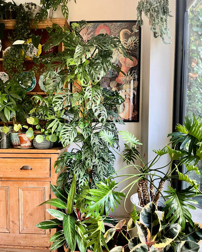 Five Reasons Your Houseplants Keep Dying (And How to Stop It)