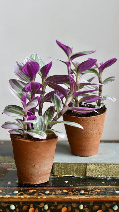 How to Prune Tradescantia Nanouk (Wandering Dude) for Lush, Bushy Growth