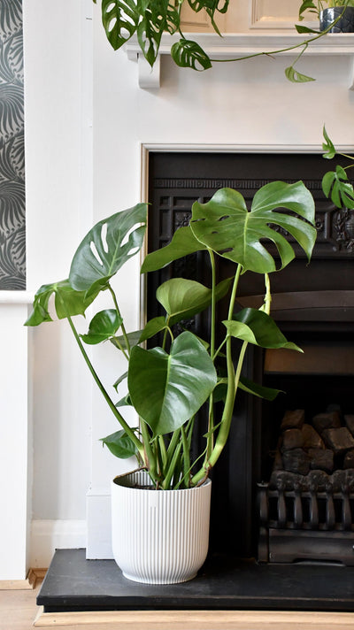 How to Look After Houseplants in 3 Steps