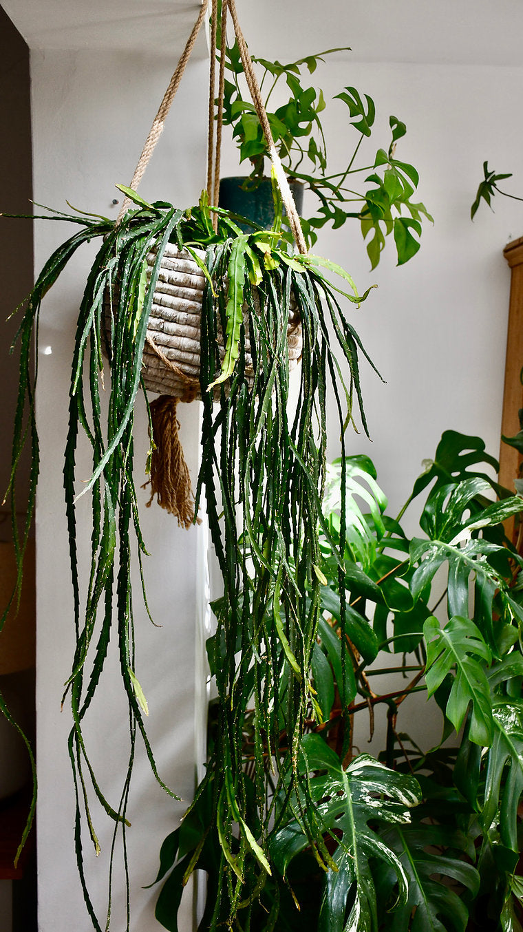 Best Indoor Plants for Low-Light Areas