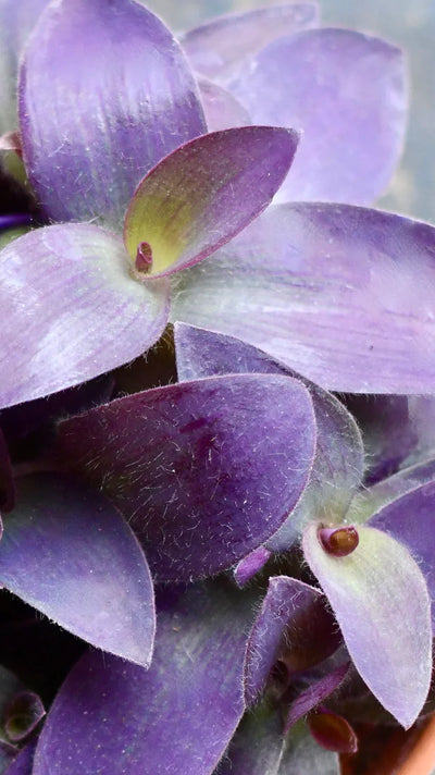 How to Propagate Tradescantia (Wandering Dude) Plants in 3 Easy Steps: