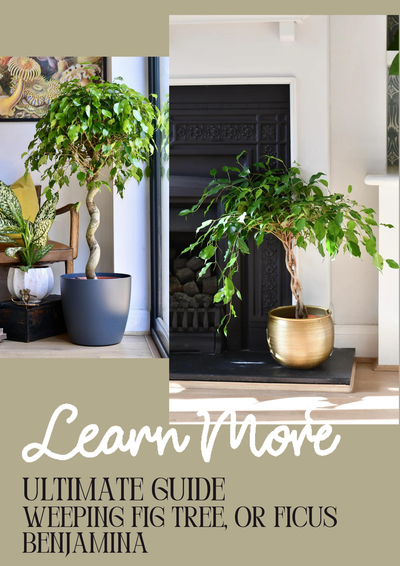 Ultimate Care Guide for The Weeping Fig Tree, or Ficus Benjamina