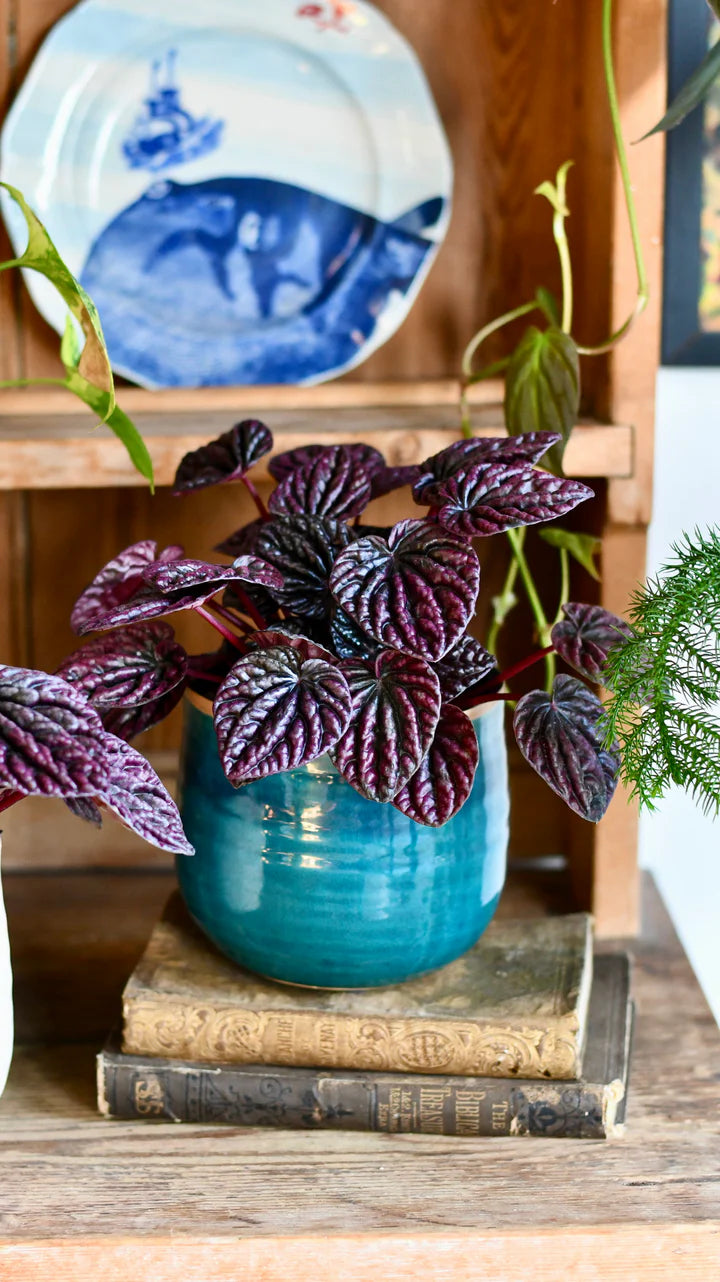 Happy Houseplant: The Best Place to Buy Houseplants Online in the UK ...