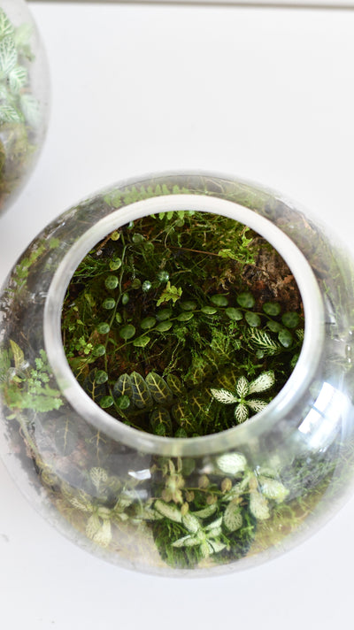 Why Use Moss in Your Terrarium?