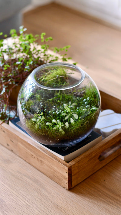 5 Common Terrarium Mistakes (and How to Avoid Them)