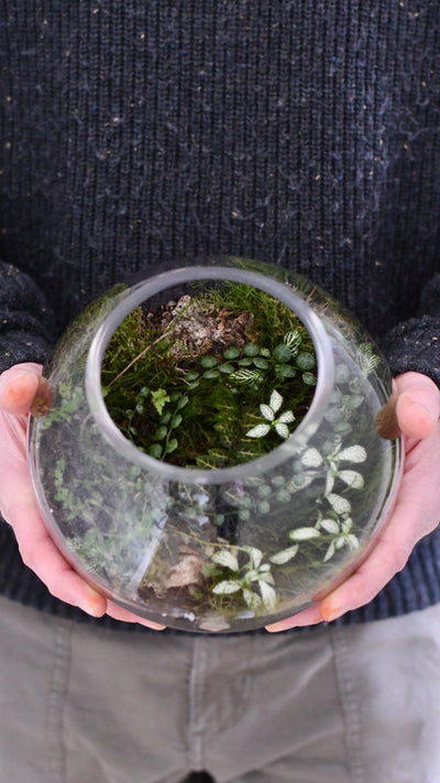 Mindfulness and Terrariums: How Creating a Mini Garden Can Reduce Stress