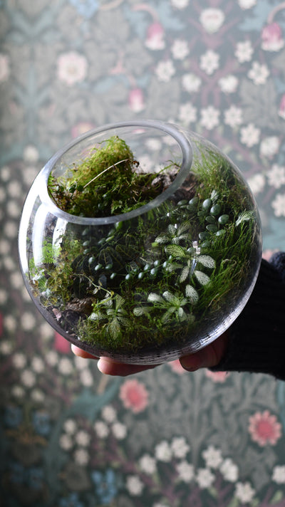 Terrariums for Beginners: Why They're the Perfect Low-Maintenance Plant Solution