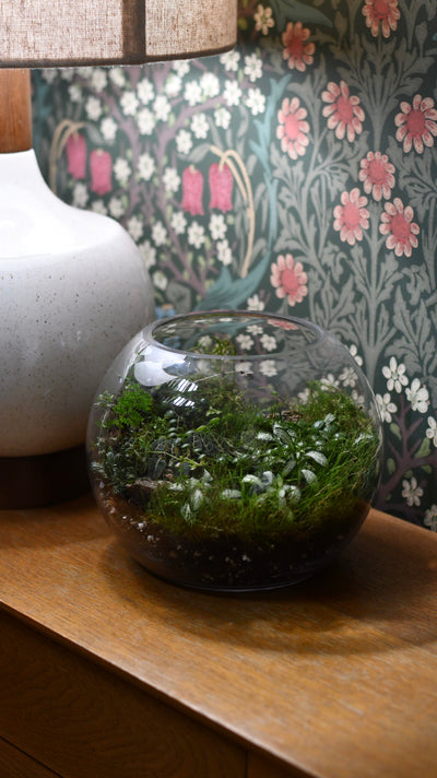 The History and Science of Terrariums