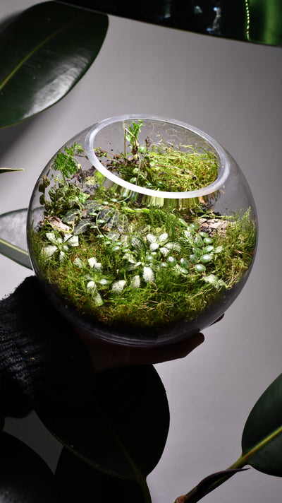 Terrariums 101: Choosing the Best Plants and Supplies