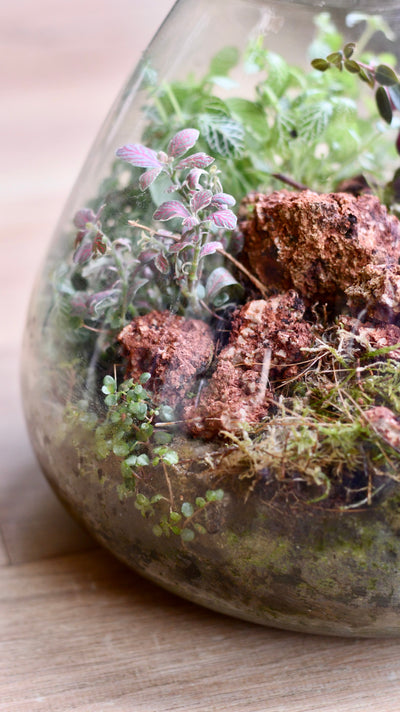 Terrarium Maintenance 101: Tips for Keeping Your Miniature Ecosystem Thriving