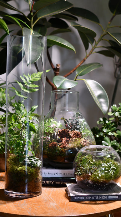 Creating a Self-Sustaining Terrarium: A Step-by-Step Guide