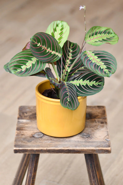 How to Grow Maranta (Prayer Plant)?