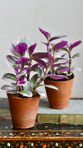 Everything You Need to Know About the Tradescantia