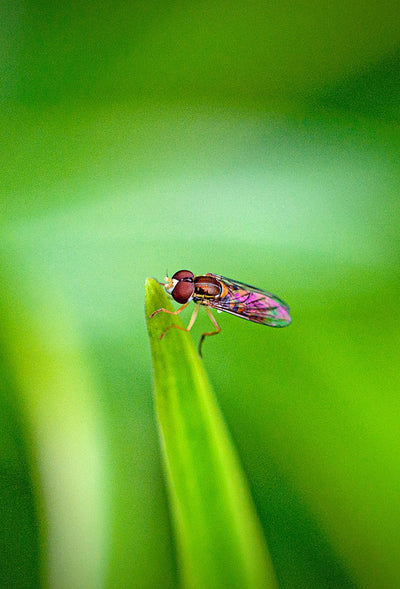 How do I Get Rid of Flies (Fungus Gnats) in My Houseplant?