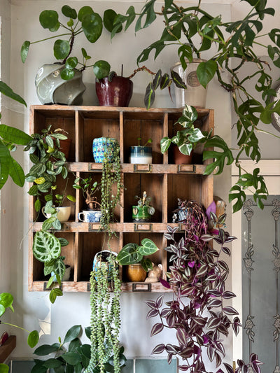 Houseplants Trends for 2025: What's Growing Popular?