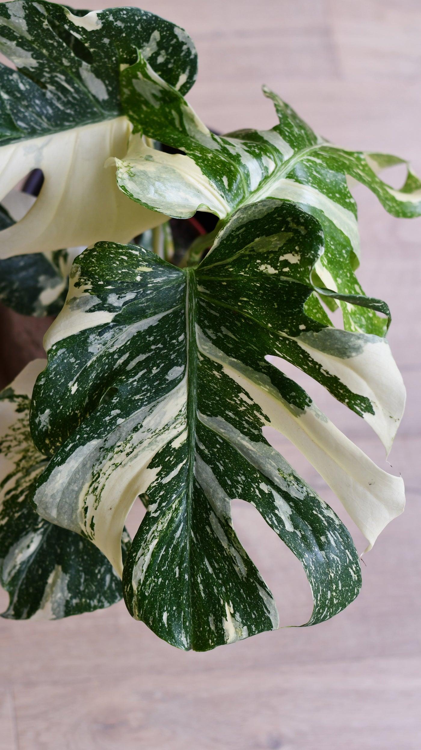 Thai Constellation Cheese Plant - lots of white variegation 14cm x 50cm