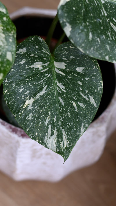 Thai Constellation Cheese Plant - lots of white variegation 15cm x 45cm