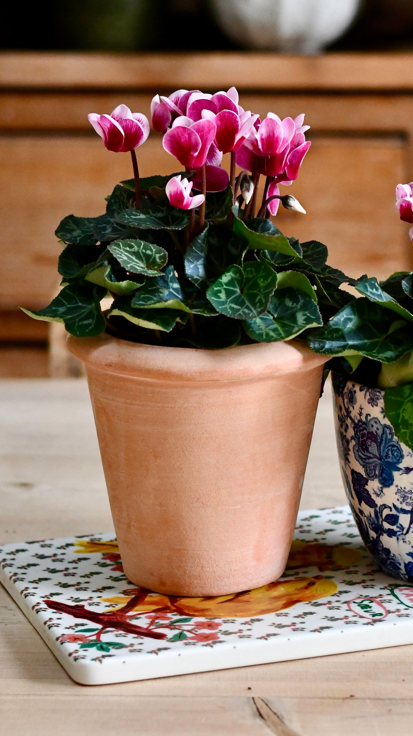 Terracotta Indoor Plant Pots 11cm