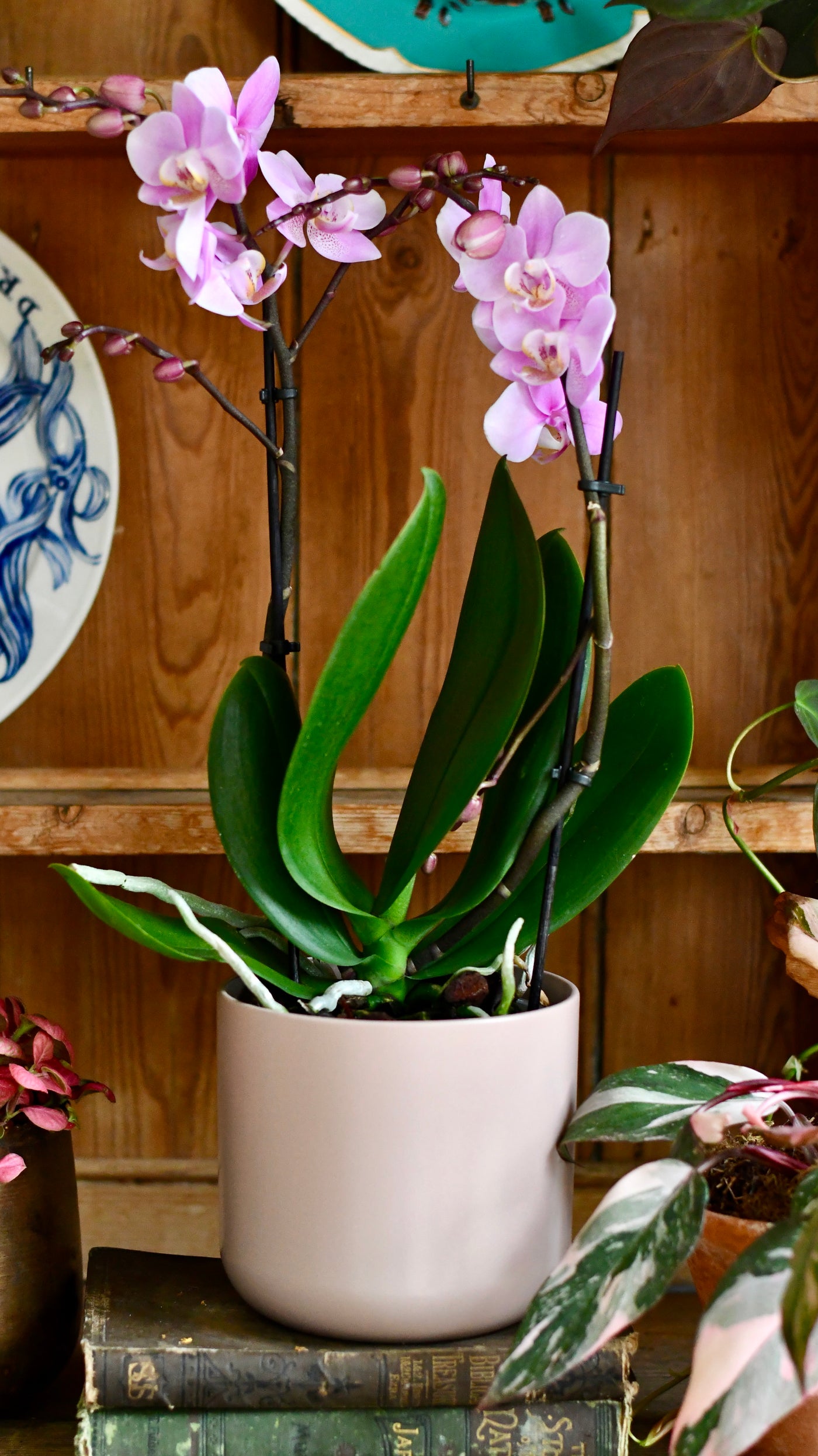 Pink Phalaenopsis Orchid & Lisbon Planter