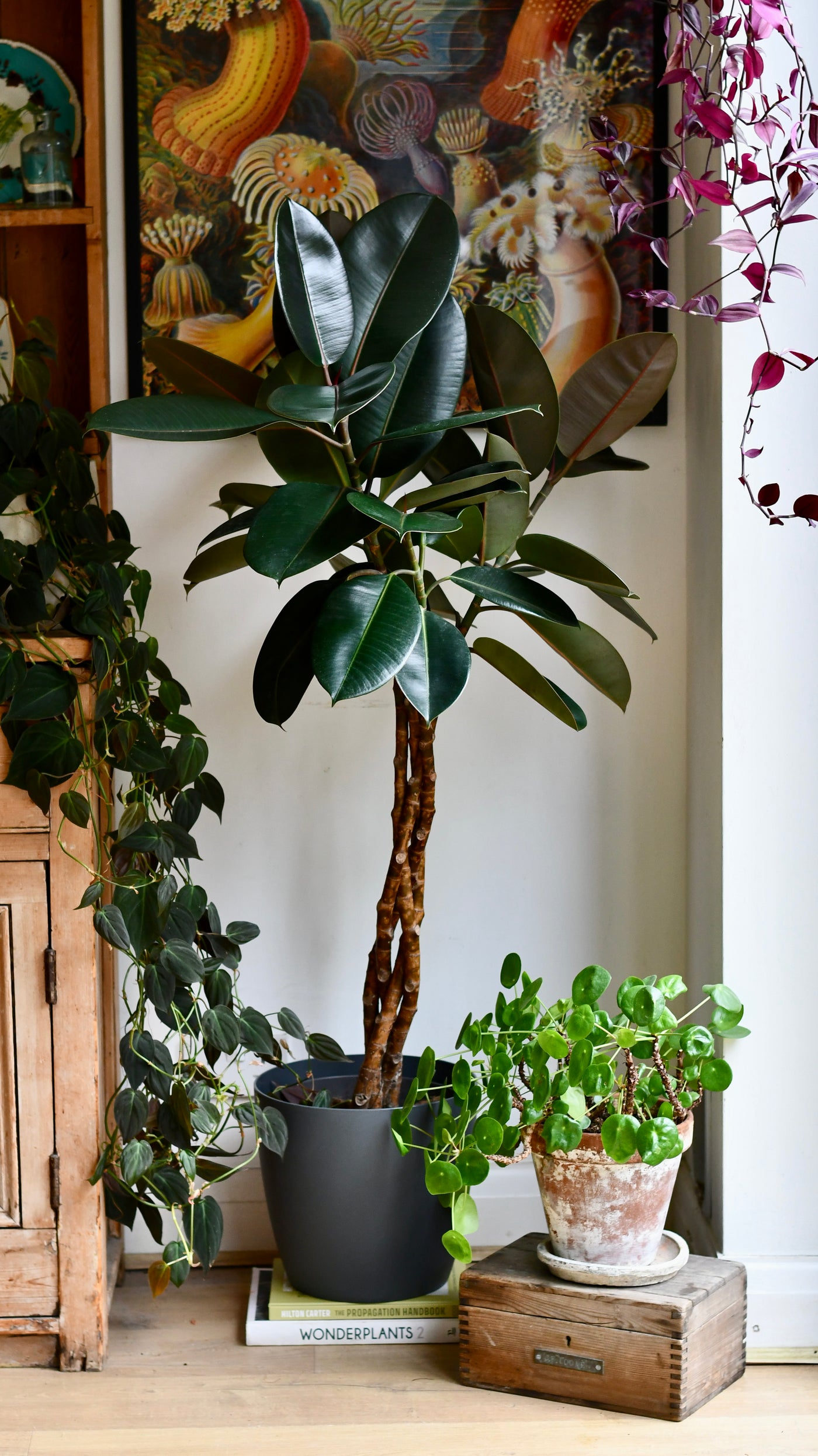 Twisted Stem Ficus Elastica (Rubber Plant) | Happy Houseplants | Indoor Tree