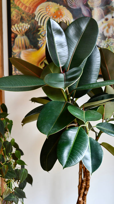 Twisted Stem Ficus Elastica (Rubber Plant) | Happy Houseplants | Indoor Tree