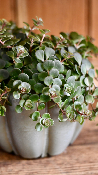 Sedum Makinoi Kosmosje - The beautiful Japanese Stonecrop