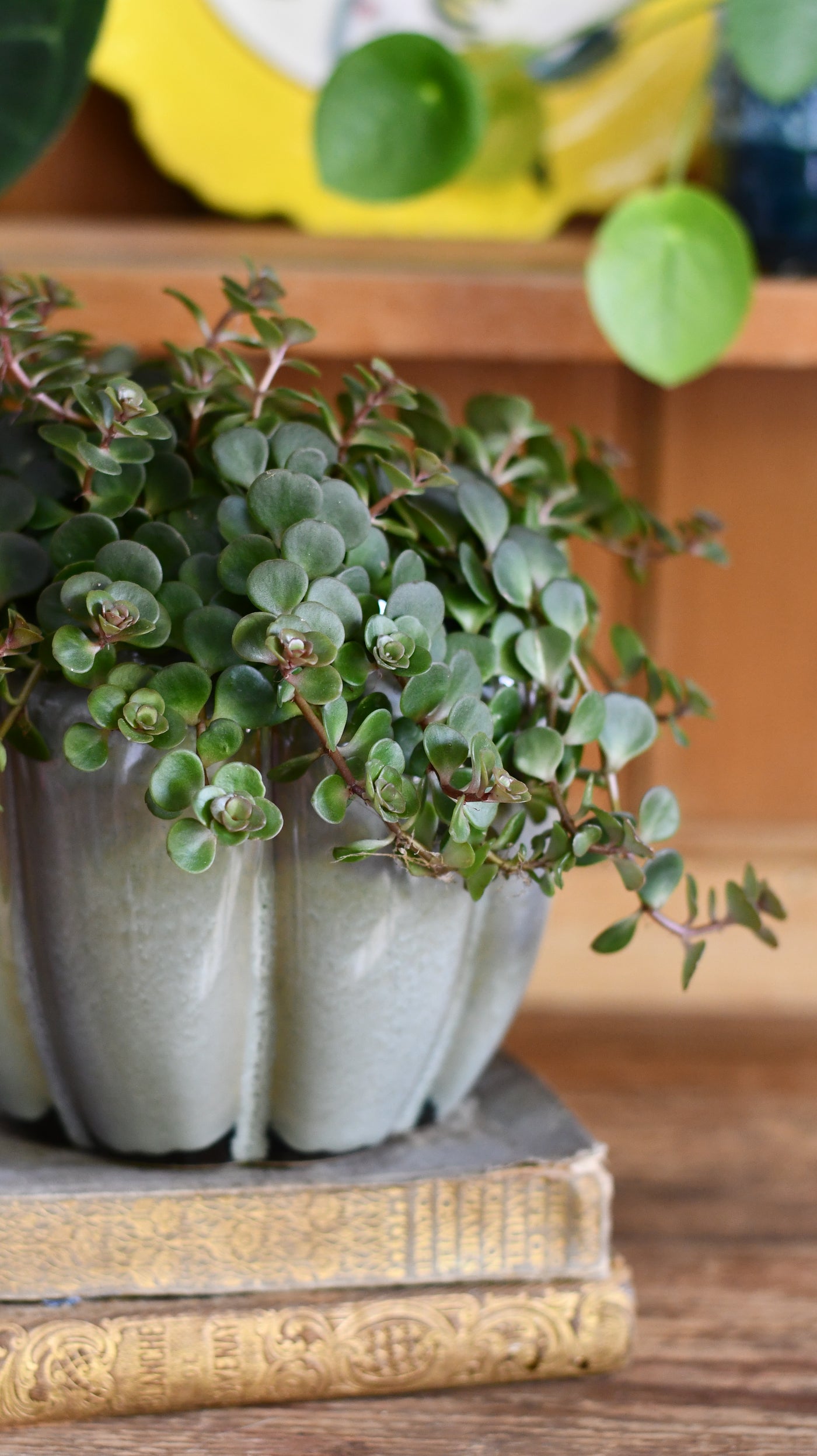 Sedum Makinoi Kosmosje - The beautiful Japanese Stonecrop