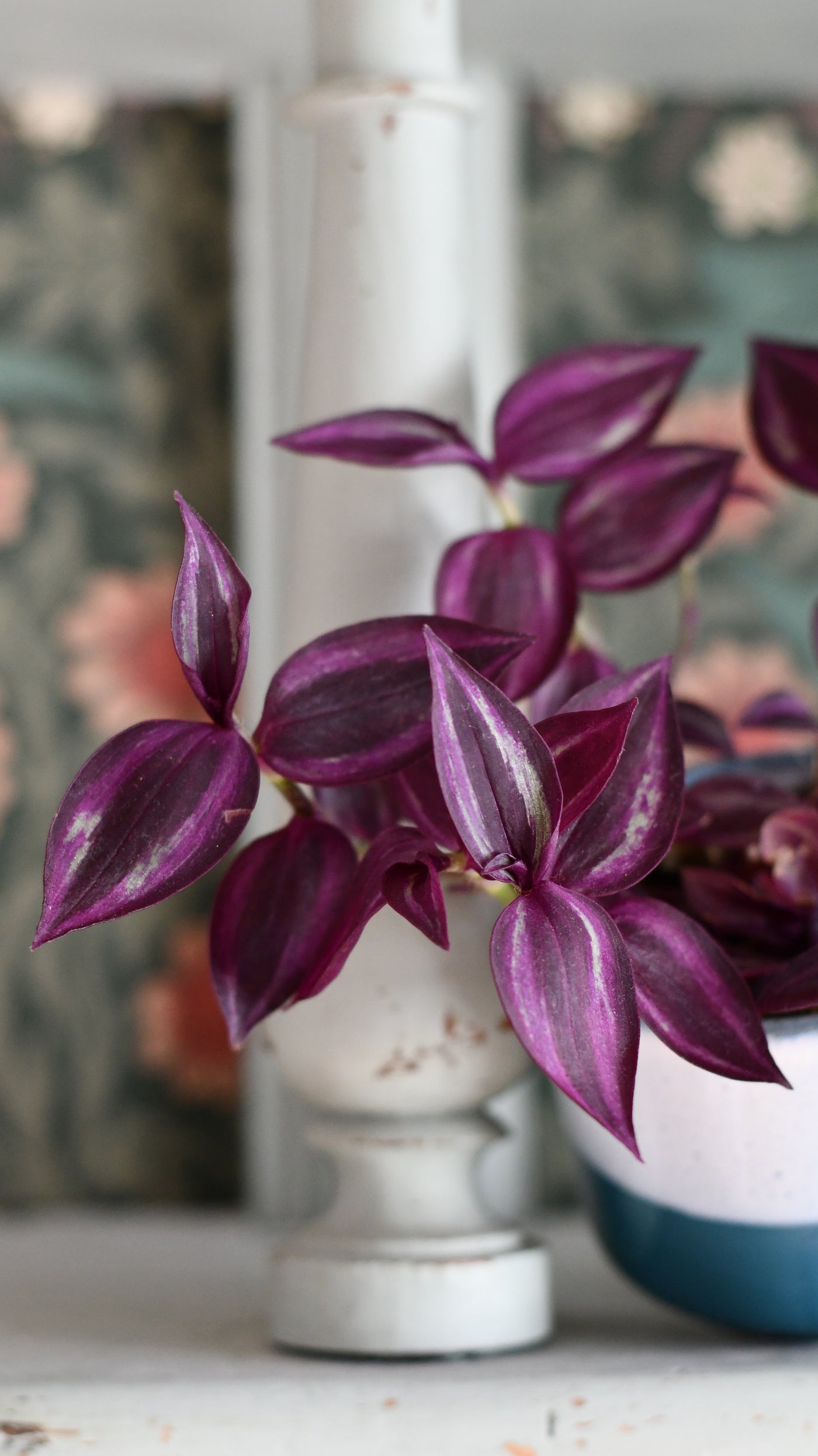 Baby Tradescantia Purple Passion or Tradescantia Wandering Dude