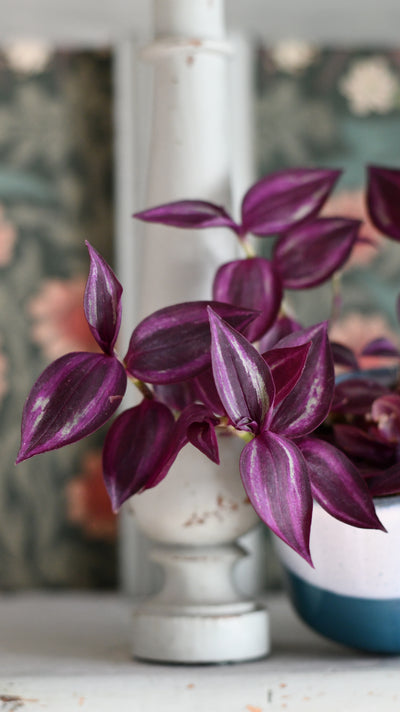 Baby Tradescantia Purple Passion or Tradescantia Wandering Dude