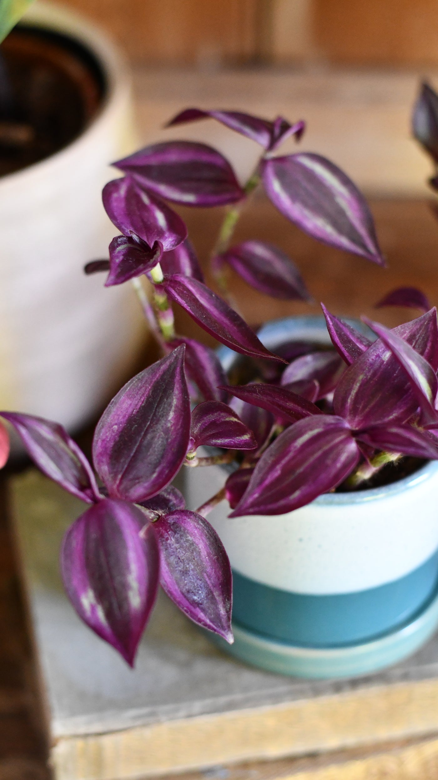 Baby Tradescantia Purple Passion or Tradescantia Wandering Dude