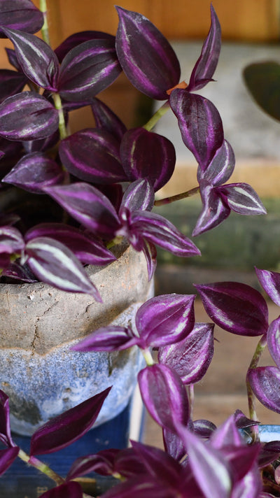 Baby Tradescantia Purple Passion or Tradescantia Wandering Dude