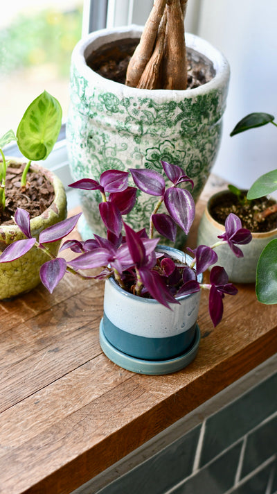 Baby Tradescantia Purple Passion or Tradescantia Wandering Dude