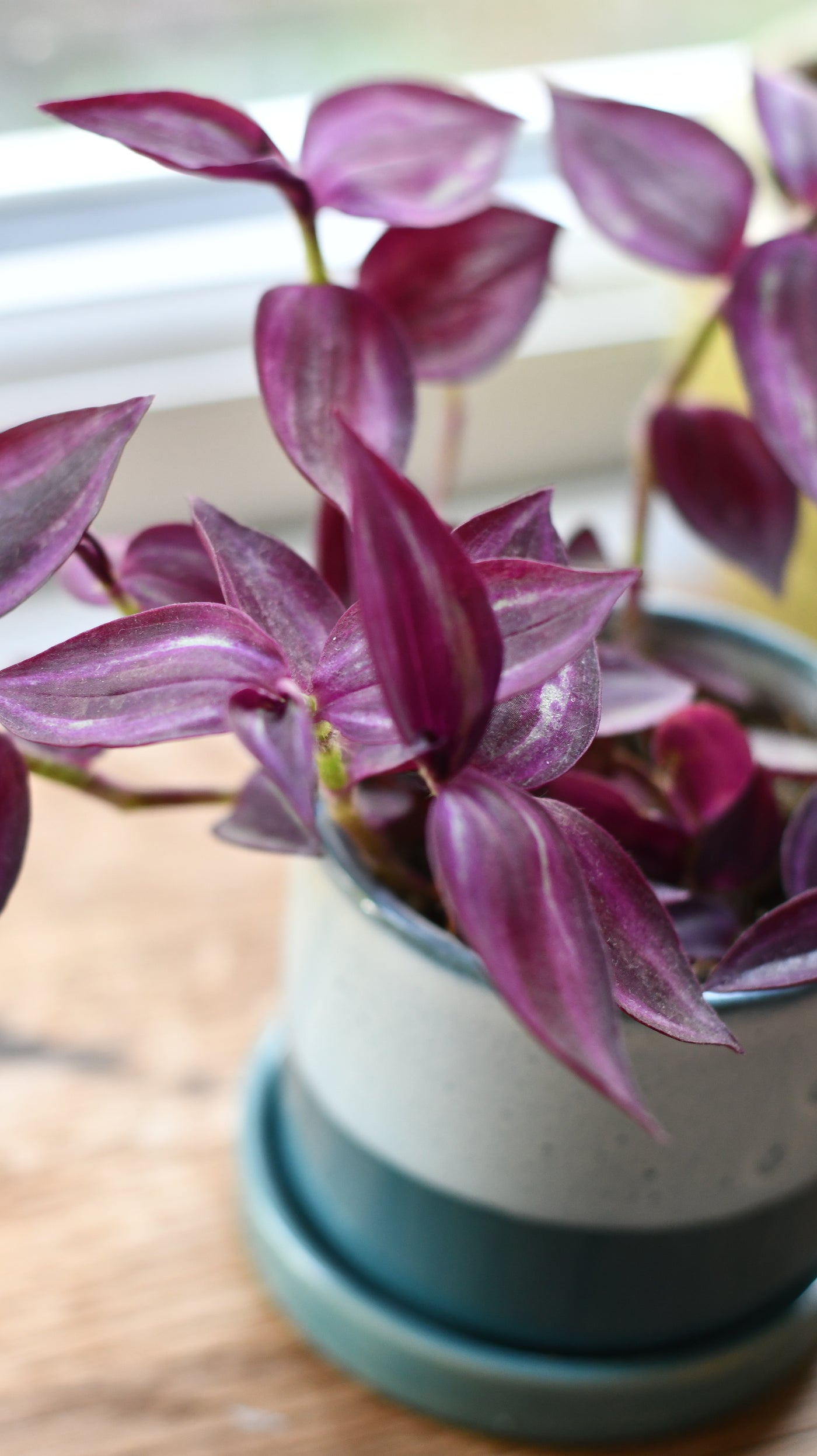 Baby Tradescantia Purple Passion or Tradescantia Wandering Dude