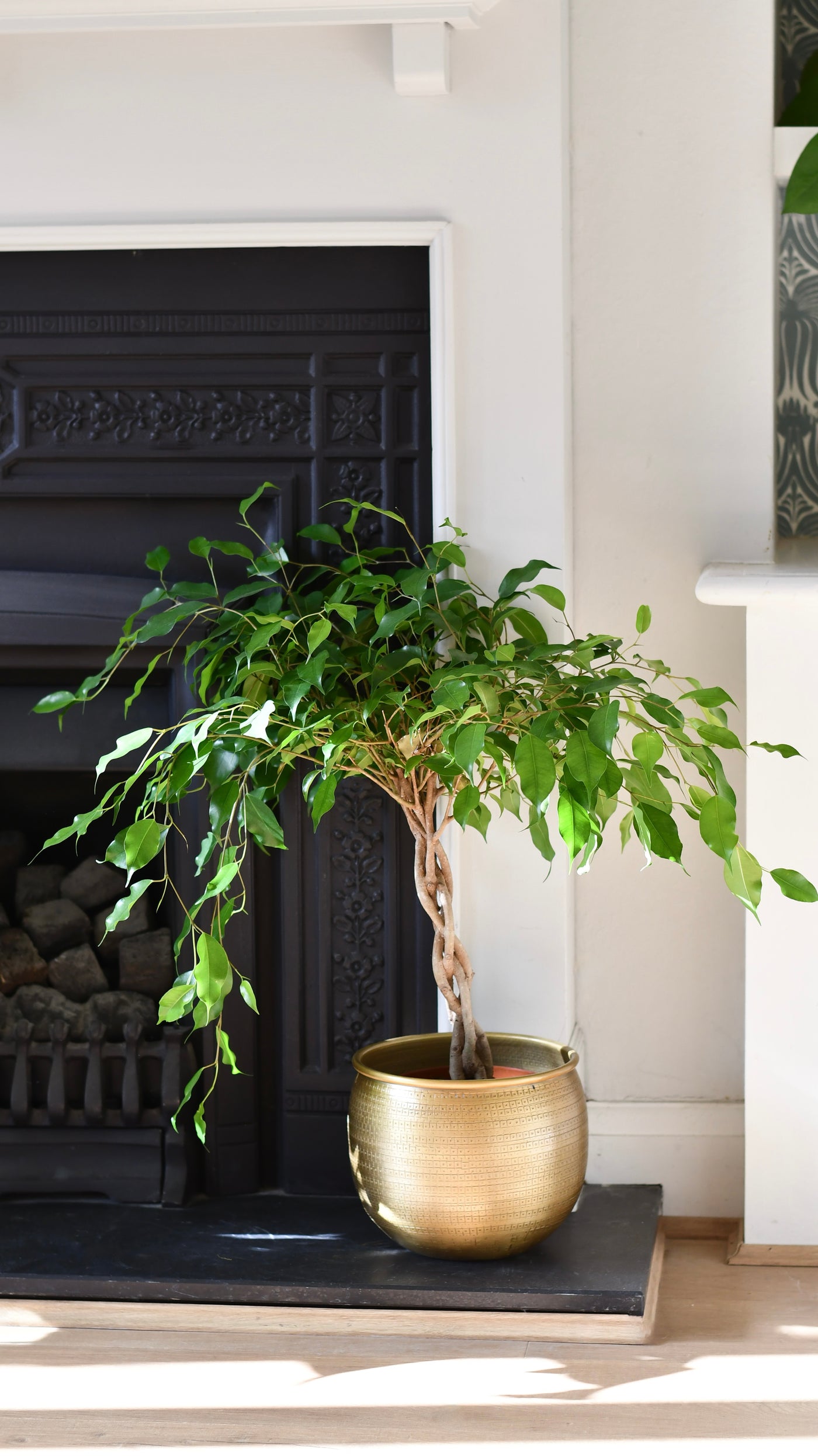 Dwarf Weeping Fig Tree or Ficus Benjamina