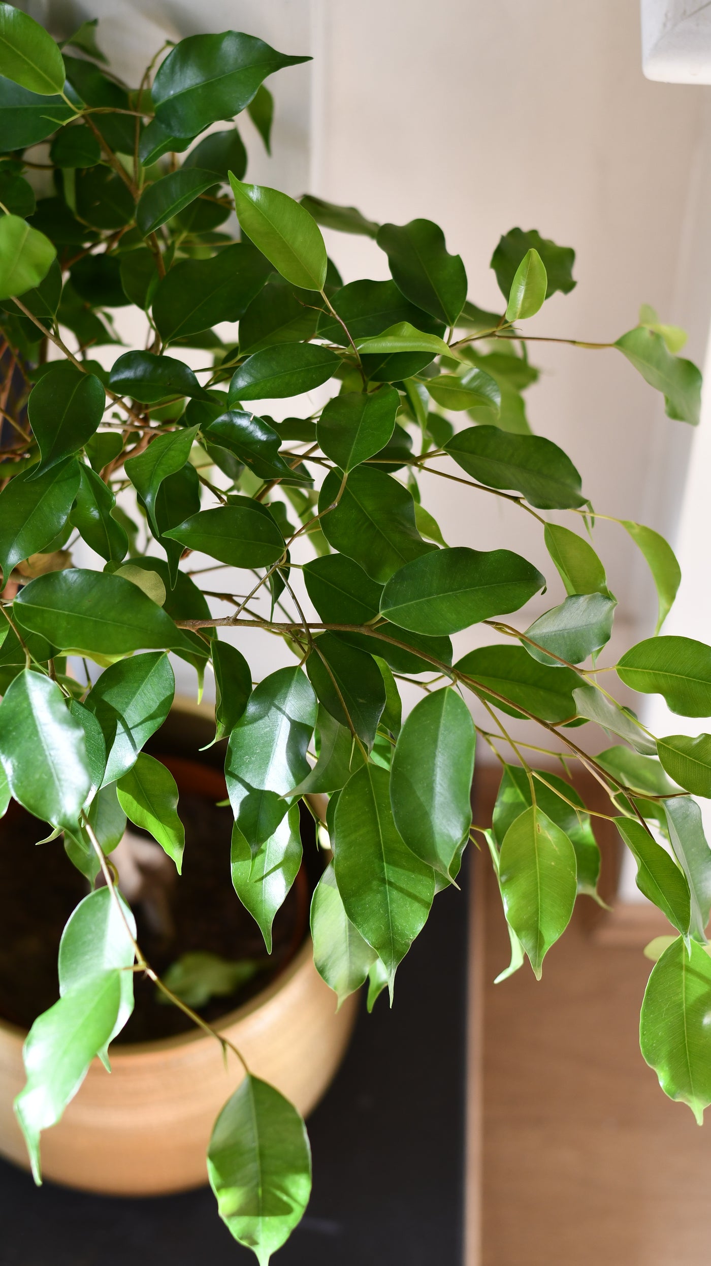 Dwarf Weeping Fig Tree or Ficus Benjamina