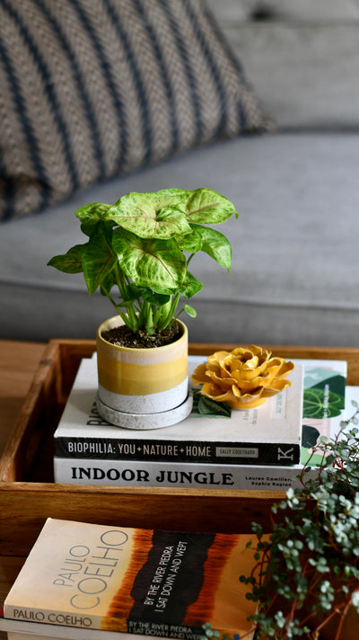 Small Syngonium Golden  / Syngonium podophyllum