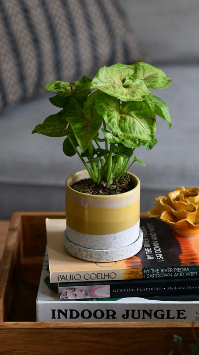 Small Syngonium Golden  / Syngonium podophyllum