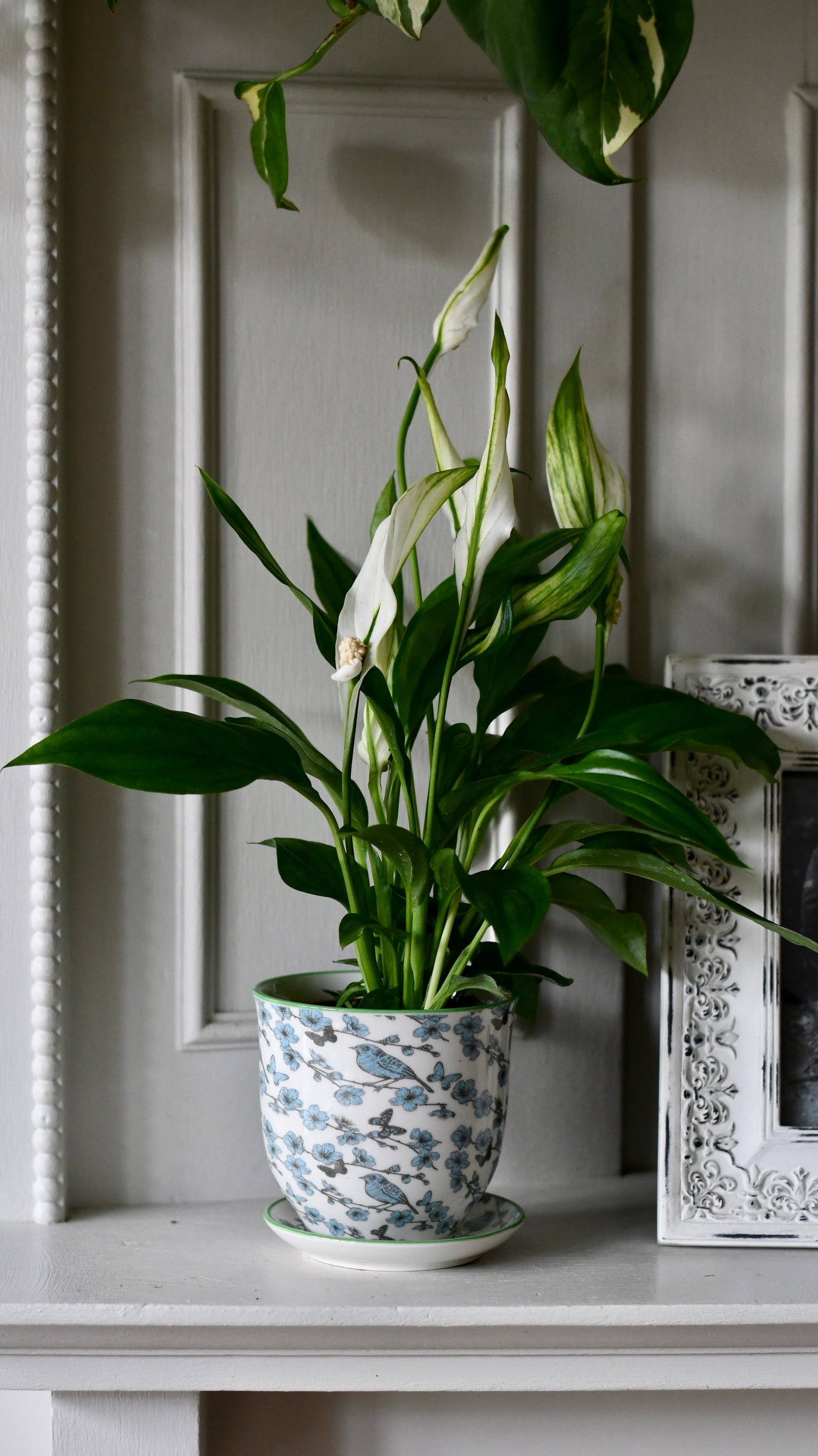 Baby Spathiphyllum verdi, Peace Lilly