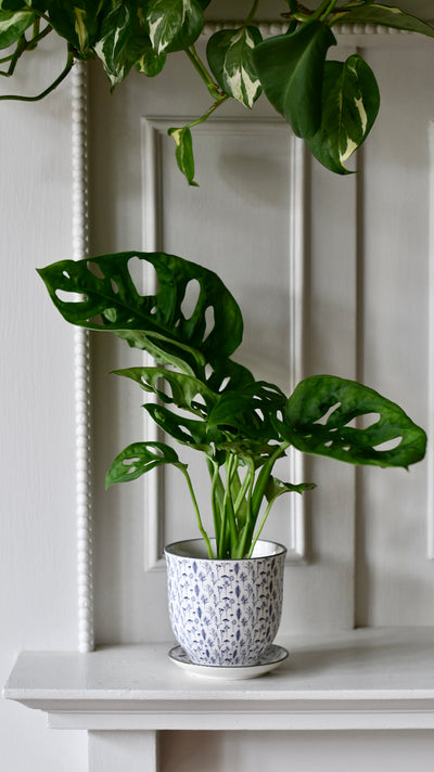 Baby Monstera Adansonii   | Monkey Mask | Mini Swiss cheese Plant