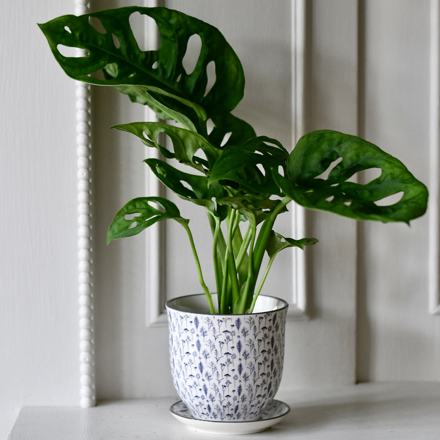 Burford Feathers Porcelain Pot And Saucer Set With Drainage