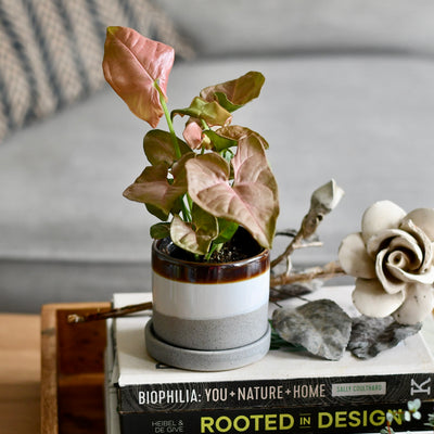 Mocha Porcelain Pot And Saucer Set With Drainage