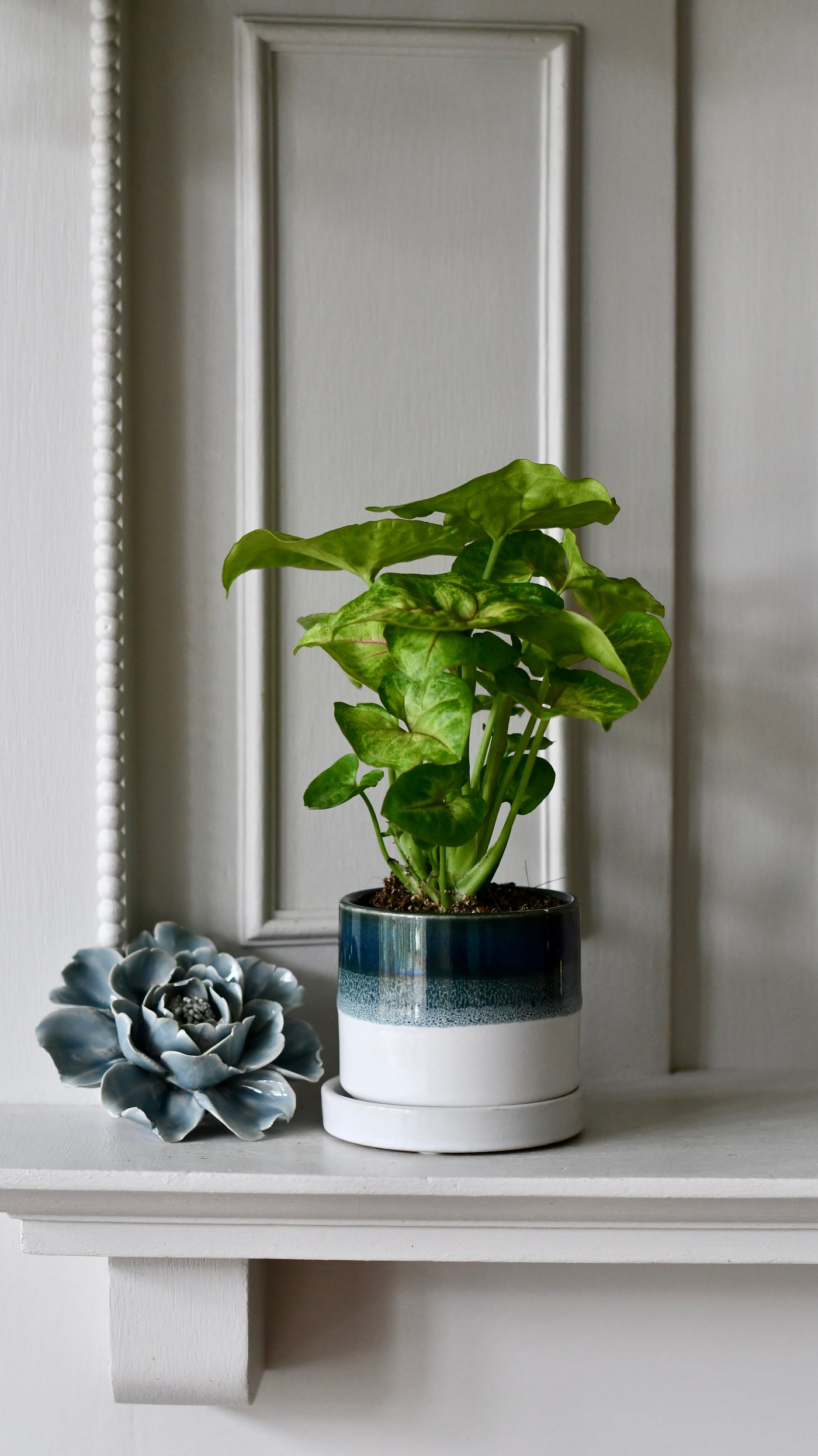 Small Syngonium Golden  / Syngonium podophyllum