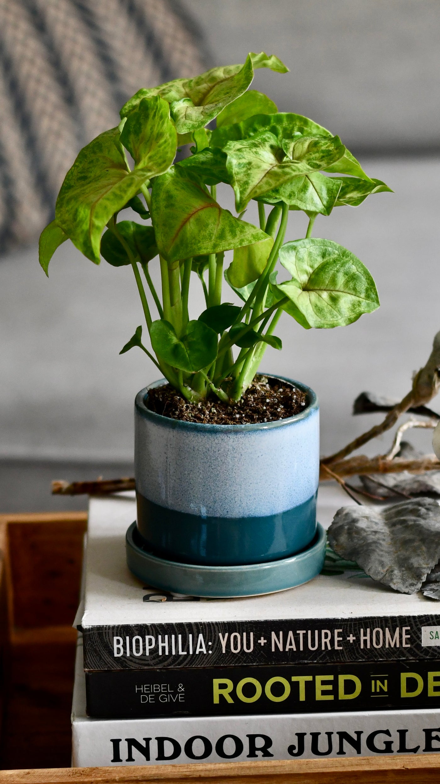 Small Syngonium Golden  / Syngonium podophyllum