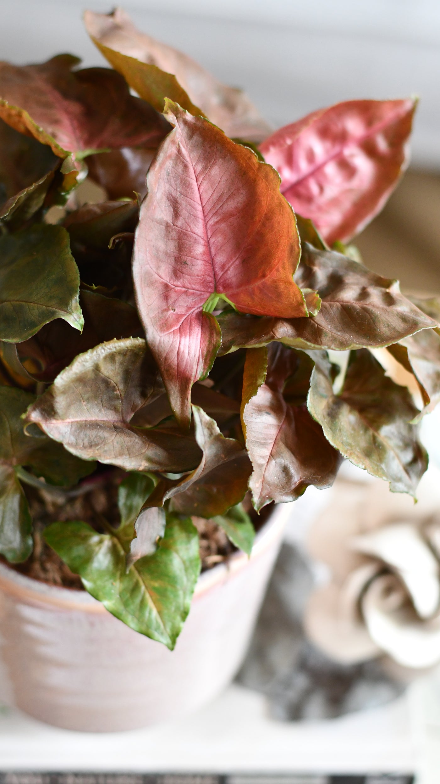 Syngonium Podophyllum Brocante